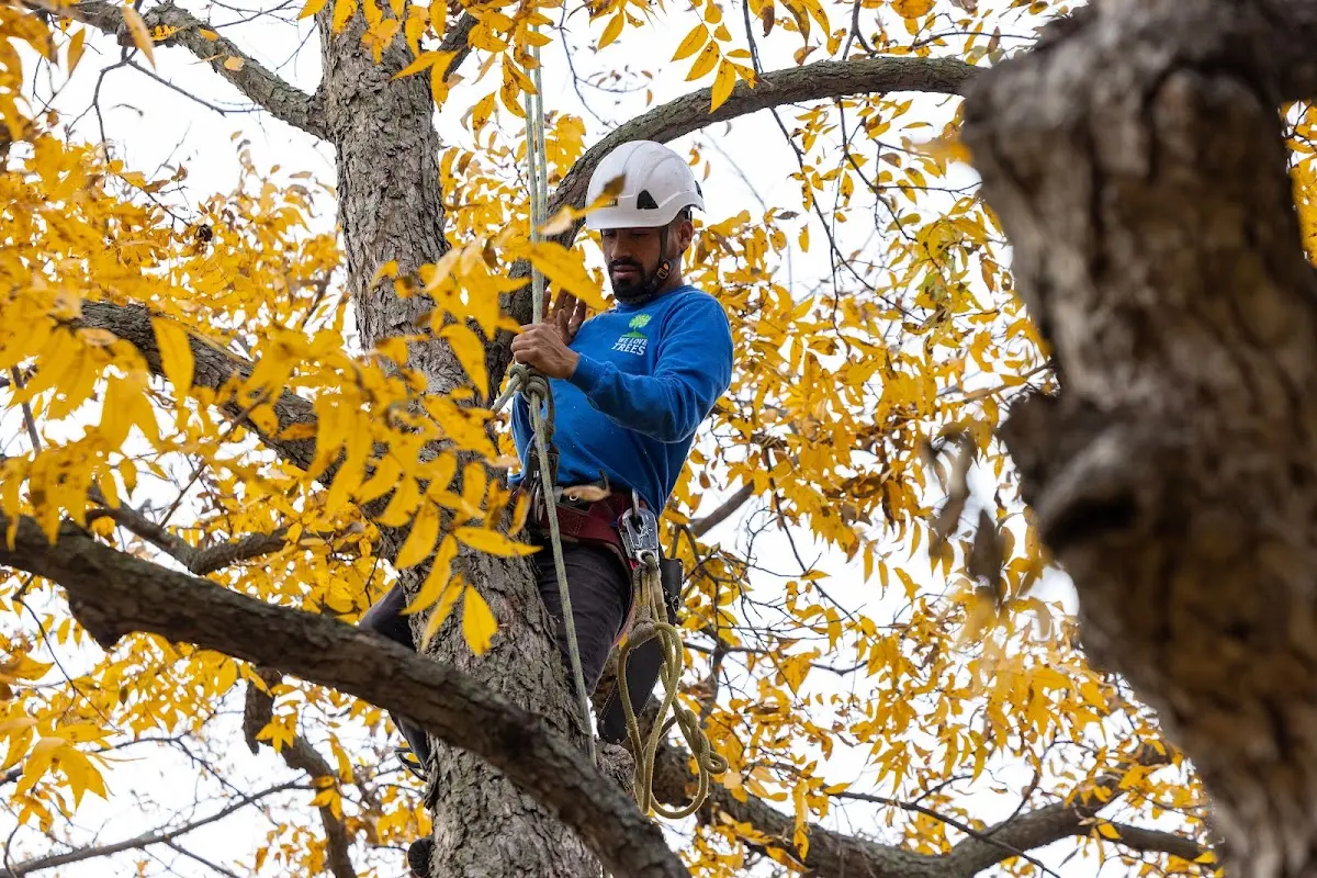 Skilled Tree Transplanting crew working in Avon